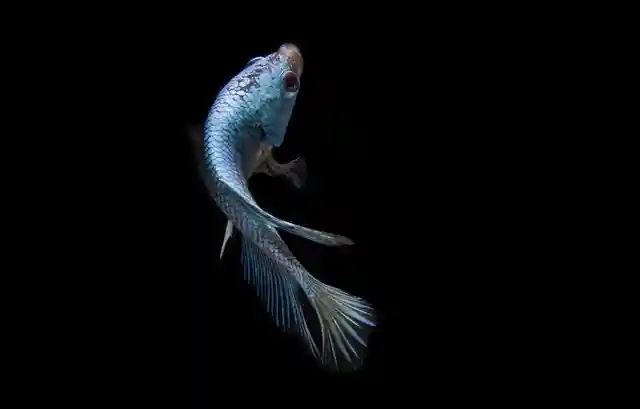 Poisson photo profil